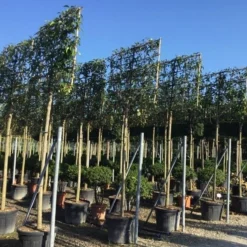 Liguster Als Leiboom (Ligustrum Japonicum) -Aanbiedingen Tuin Verrassing Winkel ligustrum japonicum leiboom 16 18cm