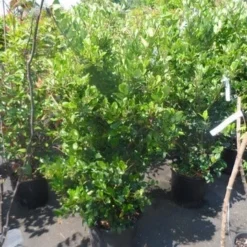 Liguster (Ligustrum Japonicum 'Texanum') -Aanbiedingen Tuin Verrassing Winkel ligustrum japonicum texanum 125 150 175 c35