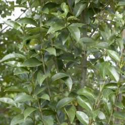 Liguster (Ligustrum Lucidum)