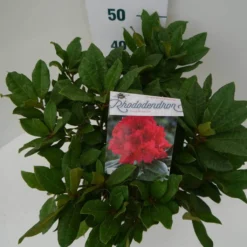 Rhododendron (Rhododendron 'Lord Roberts') -Aanbiedingen Tuin Verrassing Winkel lord robert c7.5 boven