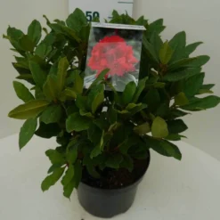 Rhododendron (Rhododendron 'Lord Roberts') -Aanbiedingen Tuin Verrassing Winkel lord robert c7.5 zij