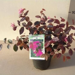 Loropetalum (Loropetalum 'Fire Dance') -Aanbiedingen Tuin Verrassing Winkel loropetalum chin. fire dance p15 2