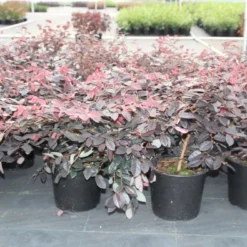 Loropetalum (Loropetalum 'Fire Dance') -Aanbiedingen Tuin Verrassing Winkel loropetalum chinense fire dance 2