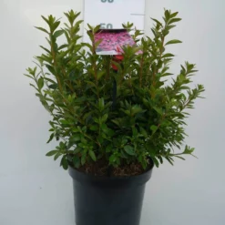 Japanse Azalea (Rhododendron 'Madame Van Hecke') -Aanbiedingen Tuin Verrassing Winkel mad. v. hecke c4 voor