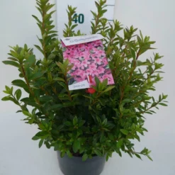 Japanse Azalea (Rhododendron 'Madame Van Hecke') -Aanbiedingen Tuin Verrassing Winkel mad. v. hecke c4 zij