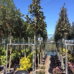 Beverboom (Magnolia Grandiflora 'Gallissoniere') -Aanbiedingen Tuin Verrassing Winkel magnolia grandiflora 10 12