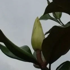 Magnolia (Magnolia Grandiflora 'Gallissoniere') -Aanbiedingen Tuin Verrassing Winkel magnolia grandiflora 2