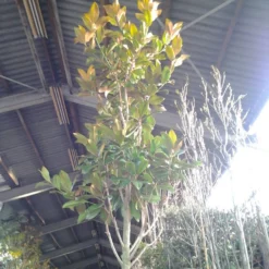 Beverboom (Magnolia Grandiflora 'Gallissoniere') -Aanbiedingen Tuin Verrassing Winkel magnolia grandiflora 2 1