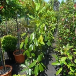 Magnolia (Magnolia Grandiflora 'Gallissoniere') -Aanbiedingen Tuin Verrassing Winkel magnolia grandiflora gallisoniere 100 125