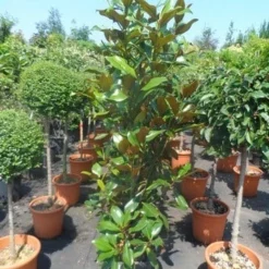 Magnolia (Magnolia Grandiflora 'Gallissoniere') -Aanbiedingen Tuin Verrassing Winkel magnolia grandiflora gallisoniere 125 150 175 cont. 1