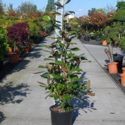 Magnolia (Magnolia Grandiflora 'Gallissoniere') -Aanbiedingen Tuin Verrassing Winkel magnolia grandiflora gallisoniere 125 150 c25