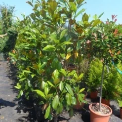 Magnolia (Magnolia Grandiflora 'Gallissoniere') -Aanbiedingen Tuin Verrassing Winkel magnolia grandiflora gallisoniere 150 175 200 cont