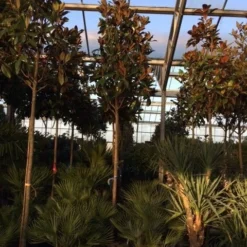 Beverboom (Magnolia Grandiflora 'Gallissoniere') -Aanbiedingen Tuin Verrassing Winkel magnolia grandiflora gallisoniere 16 18ho cont