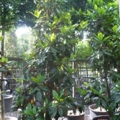Magnolia (Magnolia Grandiflora 'Gallissoniere') -Aanbiedingen Tuin Verrassing Winkel magnolia grandiflora gallisoniere 250 300 c150