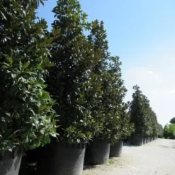 Magnolia (Magnolia Grandiflora 'Gallissoniere') -Aanbiedingen Tuin Verrassing Winkel magnolia grandiflora gallisoniere 2