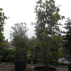 Magnolia (Magnolia Grandiflora 'Gallissoniere') -Aanbiedingen Tuin Verrassing Winkel magnolia grandiflora gallisoniere 350 400 450 c1000