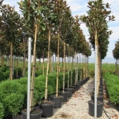 Beverboom (Magnolia Grandiflora 'Gallissoniere') -Aanbiedingen Tuin Verrassing Winkel magnolia grandiflora gallisoniere 8 10 2