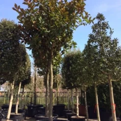 Beverboom (Magnolia Grandiflora 'Gallissoniere') -Aanbiedingen Tuin Verrassing Winkel magnolia grandiflora hoogstam solitair