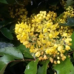 Mahoniestruik (Mahonia Aquifolium 'Apollo') -Aanbiedingen Tuin Verrassing Winkel mahonia apollo2