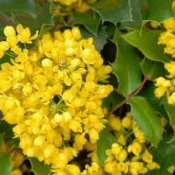 Mahoniestruik (Mahonia Aquifolium 'Apollo') -Aanbiedingen Tuin Verrassing Winkel mahonia apollo bloei