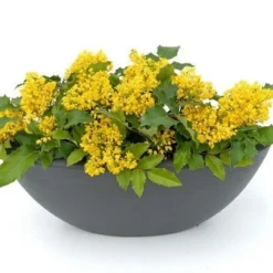 Mahoniestruik (Mahonia Aquifolium 'Apollo') -Aanbiedingen Tuin Verrassing Winkel mahonia apollo toepassing