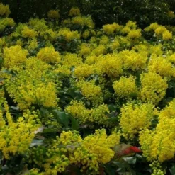 Mahoniestruik (Mahonia Aquifolium 'Apollo') -Aanbiedingen Tuin Verrassing Winkel mahonia apollo toepassing 1