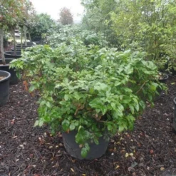 Mahoniestruik (Mahonia Aquifolium 'Apollo') -Aanbiedingen Tuin Verrassing Winkel mahonia aquifolium apollo c130