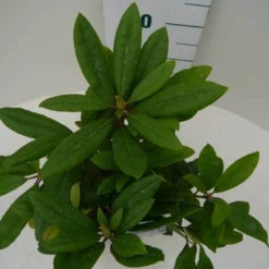 Rhododendron (Rhododendron 'Marcel Menard') -Aanbiedingen Tuin Verrassing Winkel marcel mennard c2 boven