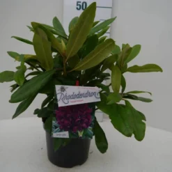 Rhododendron (Rhododendron 'Marcel Menard') -Aanbiedingen Tuin Verrassing Winkel marcel mennard c2 voor