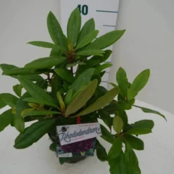 Rhododendron (Rhododendron 'Marcel Menard') -Aanbiedingen Tuin Verrassing Winkel marcel mennard c2 zij