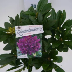 Rhododendron (Rhododendron 'Marcel Menard') -Aanbiedingen Tuin Verrassing Winkel marcel mennard c5 boven