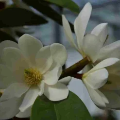 Michelia 'Fairy Magnolia White' -Aanbiedingen Tuin Verrassing Winkel michelia fairy magnolia blush