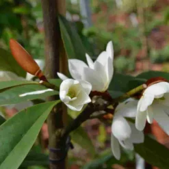 Michelia 'Fairy Magnolia White' -Aanbiedingen Tuin Verrassing Winkel michelia fairy magnolia blush 3
