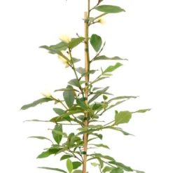 Michelia 'Fairy Magnolia Cream'