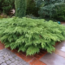 Valse Jeneverbes (Microbiota Decussata) -Aanbiedingen Tuin Verrassing Winkel microbiota decussata 1