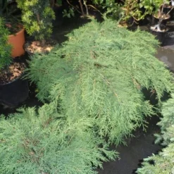 Valse Jeneverbes (Microbiota Decussata) -Aanbiedingen Tuin Verrassing Winkel microbiota decussata 60 80 c12 1