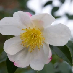 Camelia (Camellia Sasanqua 'Hino De Gumo')