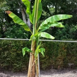 Bananenboom (Musa Basjoo) -Aanbiedingen Tuin Verrassing Winkel musabasjoo01