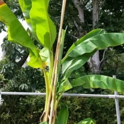 Bananenboom (Musa Basjoo) -Aanbiedingen Tuin Verrassing Winkel musabasjoo02