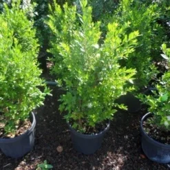 Dwergmirte (Myrtus Communis 'Tarentina') -Aanbiedingen Tuin Verrassing Winkel myrtus communis c10