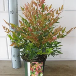 Hemelse Bamboe (Nandina Domestica 'Gulf Stream') -Aanbiedingen Tuin Verrassing Winkel nandina dom. gulfstream c2 26 07 2017