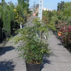 Hemelse Bamboe (Nandina Domestica) -Aanbiedingen Tuin Verrassing Winkel nandina domestica 100 125 c35