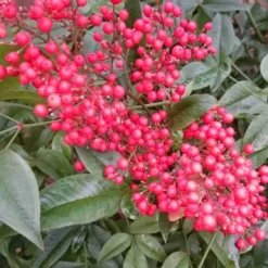 Hemelse Bamboe (Nandina Domestica) -Aanbiedingen Tuin Verrassing Winkel nandina domestica 2