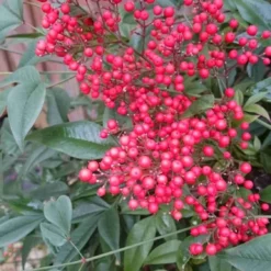 Hemelse Bamboe (Nandina Domestica) -Aanbiedingen Tuin Verrassing Winkel nandina domestica 3