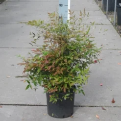 Hemelse Bamboe (Nandina Domestica) -Aanbiedingen Tuin Verrassing Winkel nandina domestica 50 60 c10