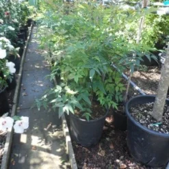 Hemelse Bamboe (Nandina Domestica) -Aanbiedingen Tuin Verrassing Winkel nandina domestica 60 80 c15 18