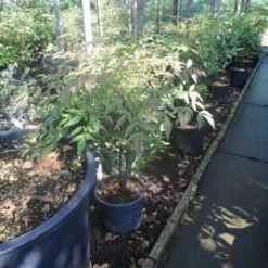 Hemelse Bamboe (Nandina Domestica) -Aanbiedingen Tuin Verrassing Winkel nandina domestica c5