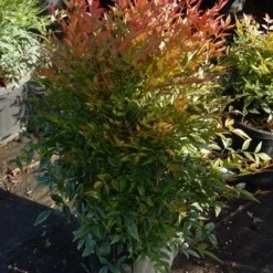 Hemelse Bamboe (Nandina Domestica 'Gulf Stream') -Aanbiedingen Tuin Verrassing Winkel nandina gulf stream 3