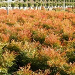 Hemelse Bamboe (Nandina Domestica 'Gulf Stream') -Aanbiedingen Tuin Verrassing Winkel nandina gulf stream 4