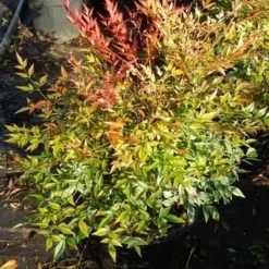 Hemelse Bamboe (Nandina Domestica 'Gulf Stream') -Aanbiedingen Tuin Verrassing Winkel nandina gulf stream 5